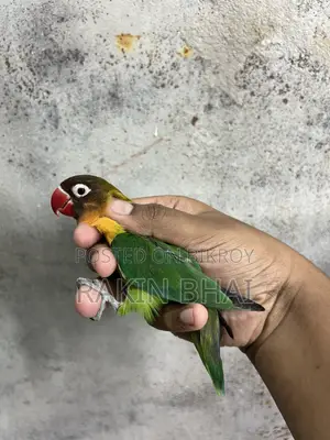 লাভবার্ড পাখি
