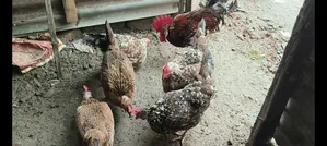 দেশি মুরগি বিক্রি হবে ডিম পাড়া।