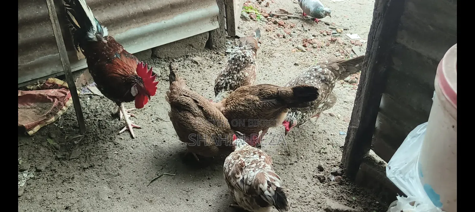 দেশি মুরগি বিক্রি হবে ডিম পাড়া।