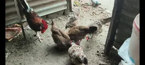 দেশি মুরগি বিক্রি হবে ডিম পাড়া।