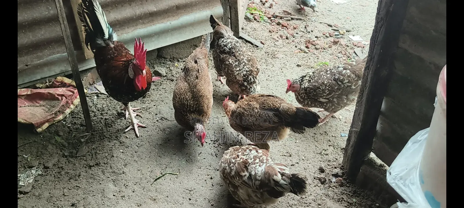 দেশি মুরগি বিক্রি হবে ডিম পাড়া।