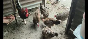 দেশি মুরগি বিক্রি হবে ডিম পাড়া।