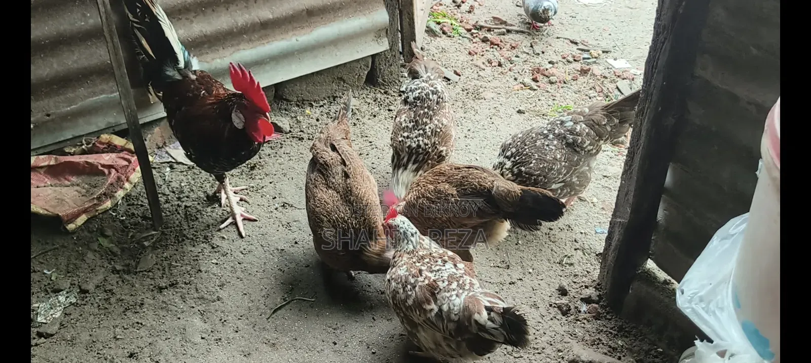 দেশি মুরগি বিক্রি হবে ডিম পাড়া।