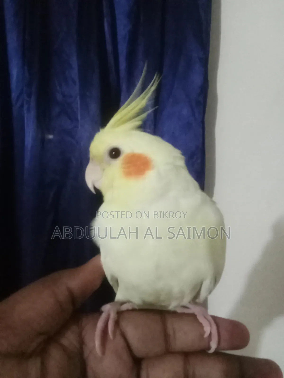 টেম কোকাটেল পাখি
