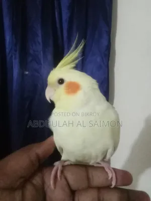 টেম কোকাটেল পাখি