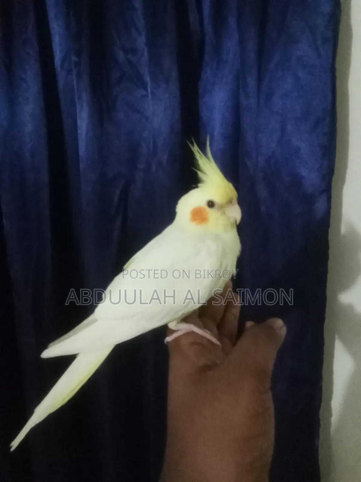 টেম কোকাটেল পাখি