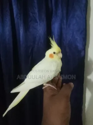 টেম কোকাটেল পাখি