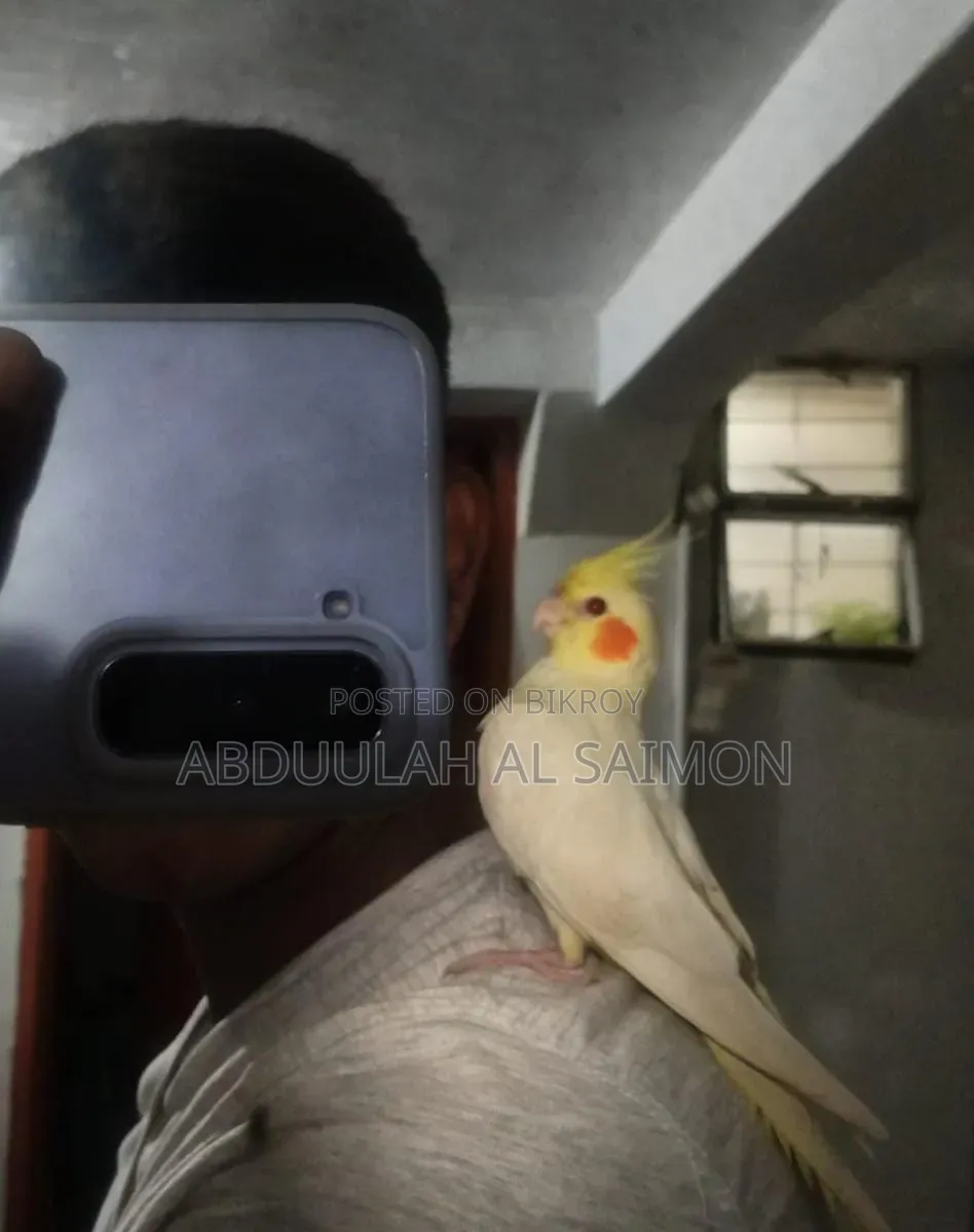 টেম কোকাটেল পাখি