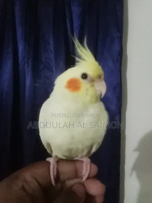 টেম কোকাটেল পাখি