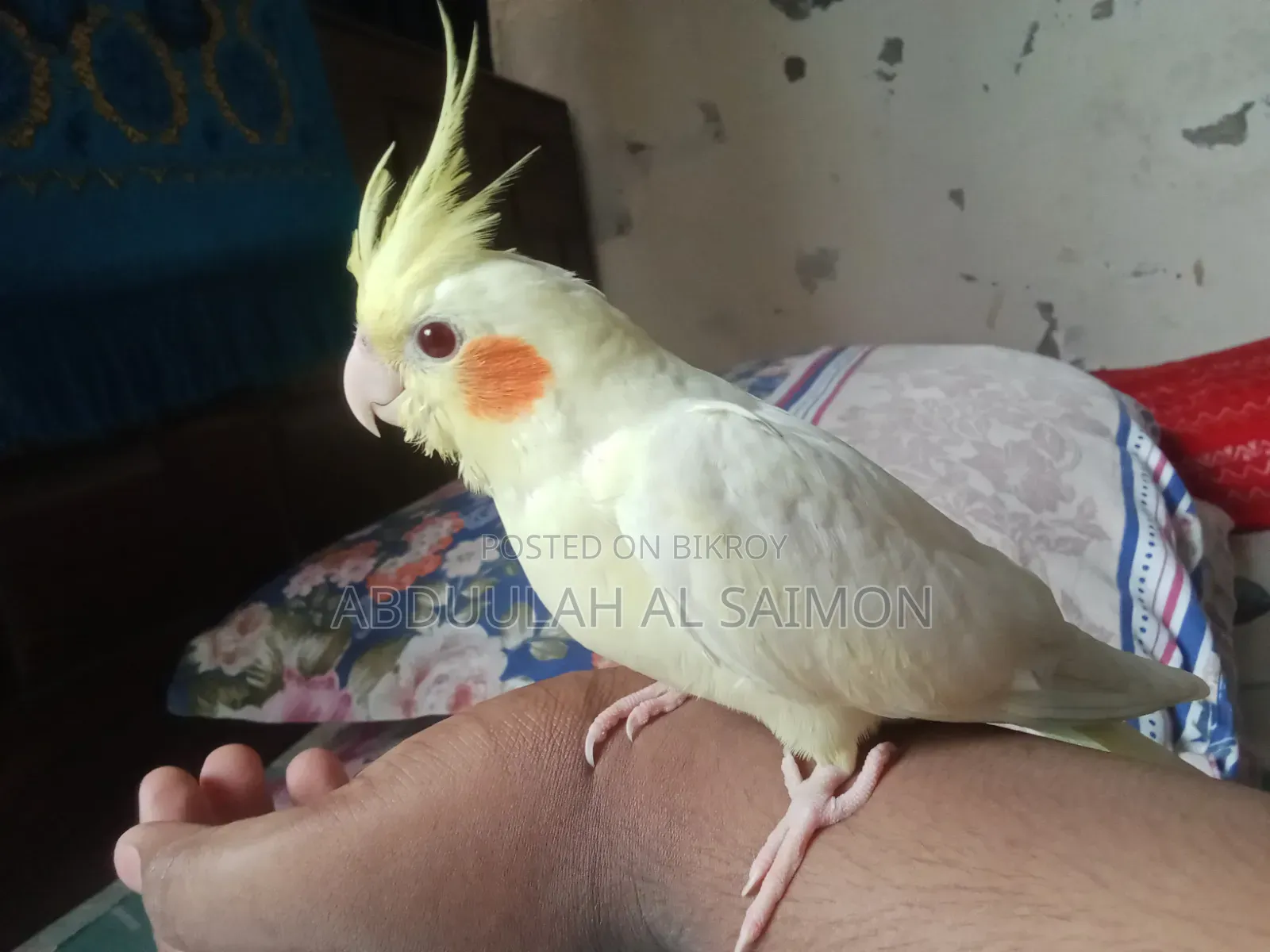 টেম কোকাটেল পাখি
