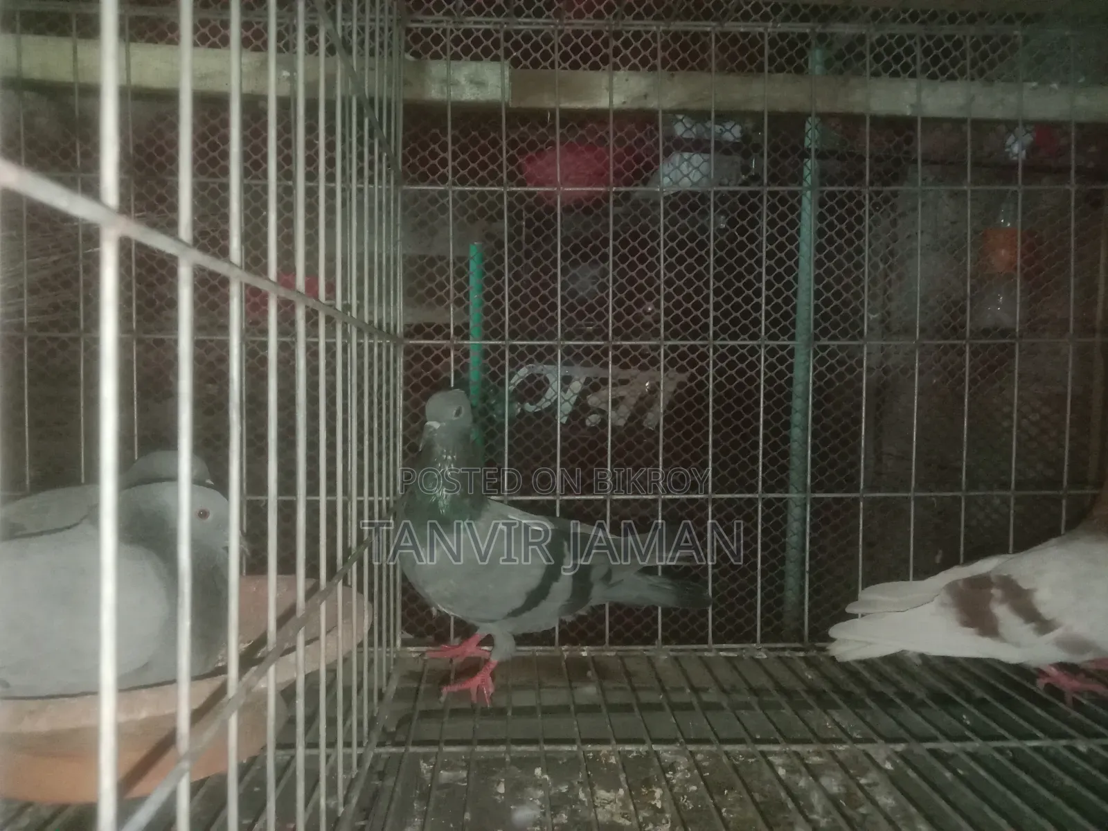 বুনো / জালালি কবুতর