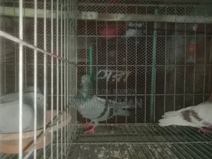 বুনো / জালালি কবুতর