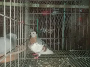বুনো / জালালি কবুতর