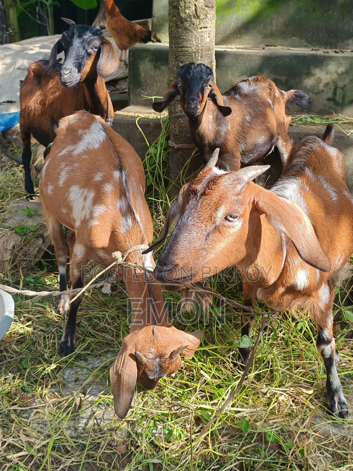  দেশি ছাগী বিক্রি হবে | সুস্থ ও স্বাস্থ্যবান