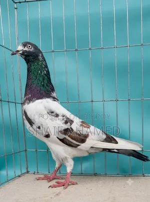 Pigeons will be sold.