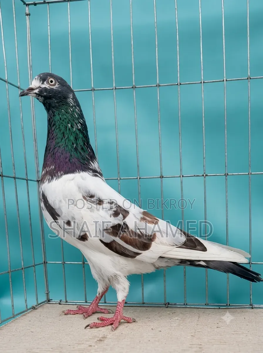 Pigeons will be sold.