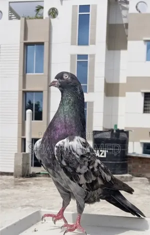 Pigeons will be sold.