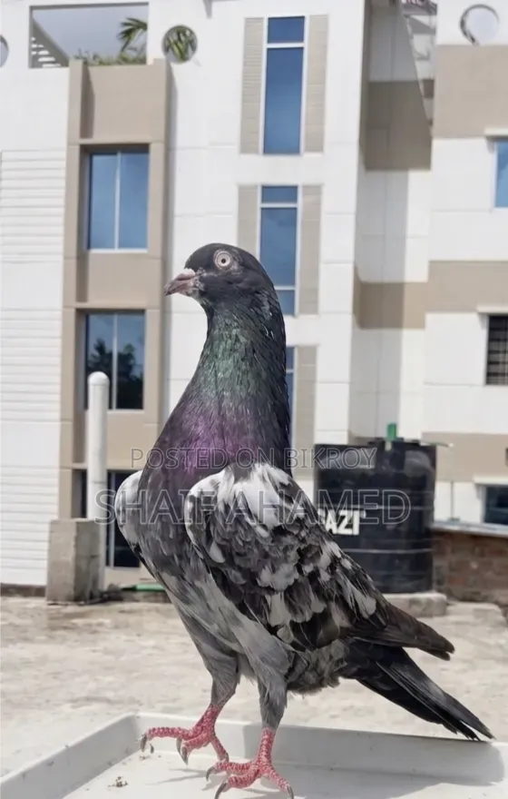Pigeons will be sold.