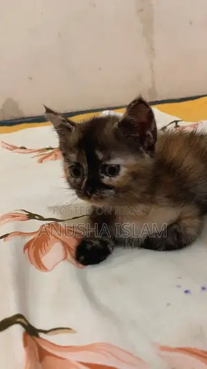 ০-১ মাস বয়সী মাদি মিক্স ব্রিড বিড়াল