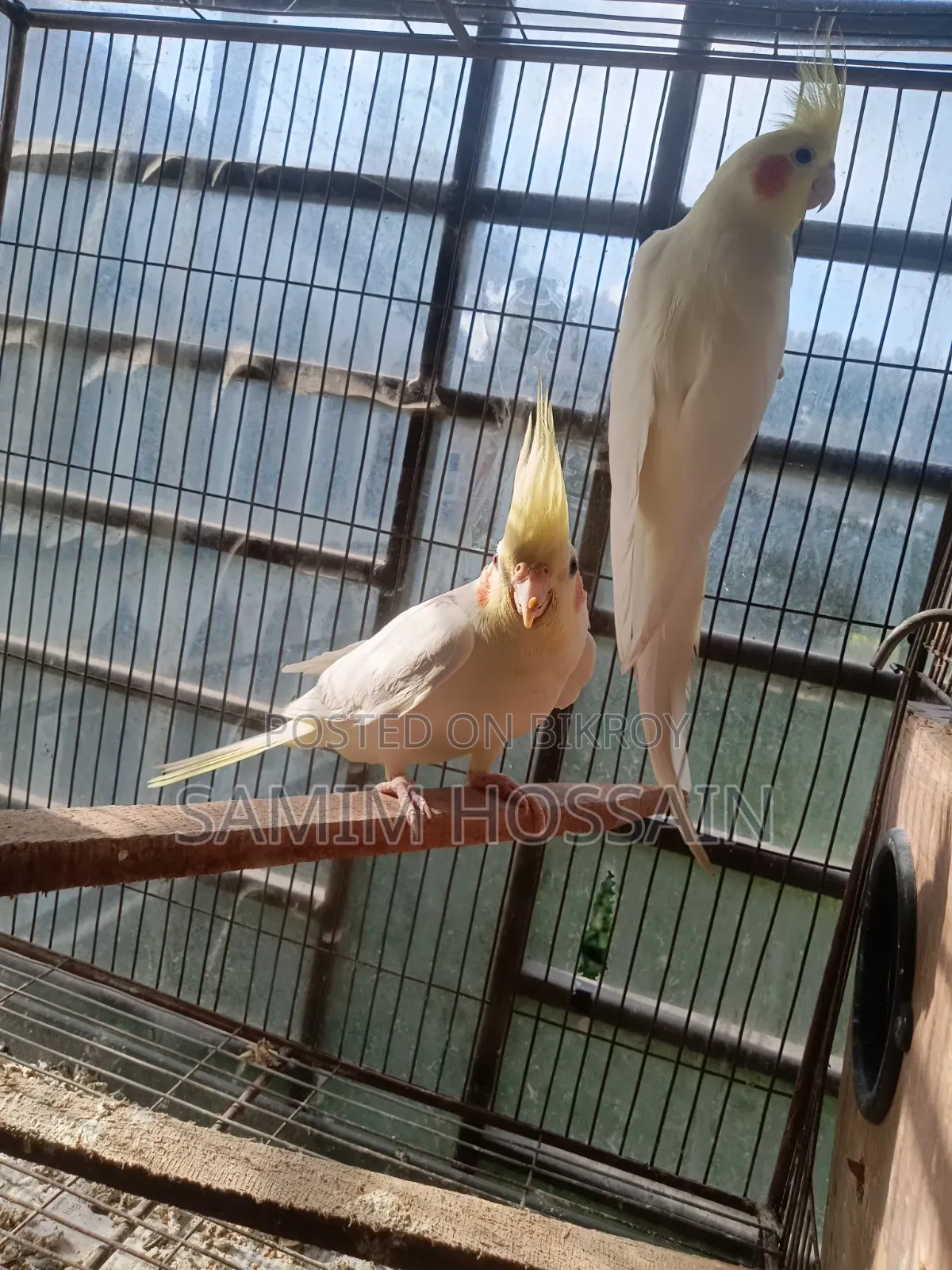 রানিং ককাটেল
