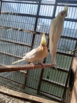 রানিং ককাটেল