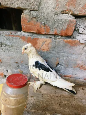 Giribaj Pigeon