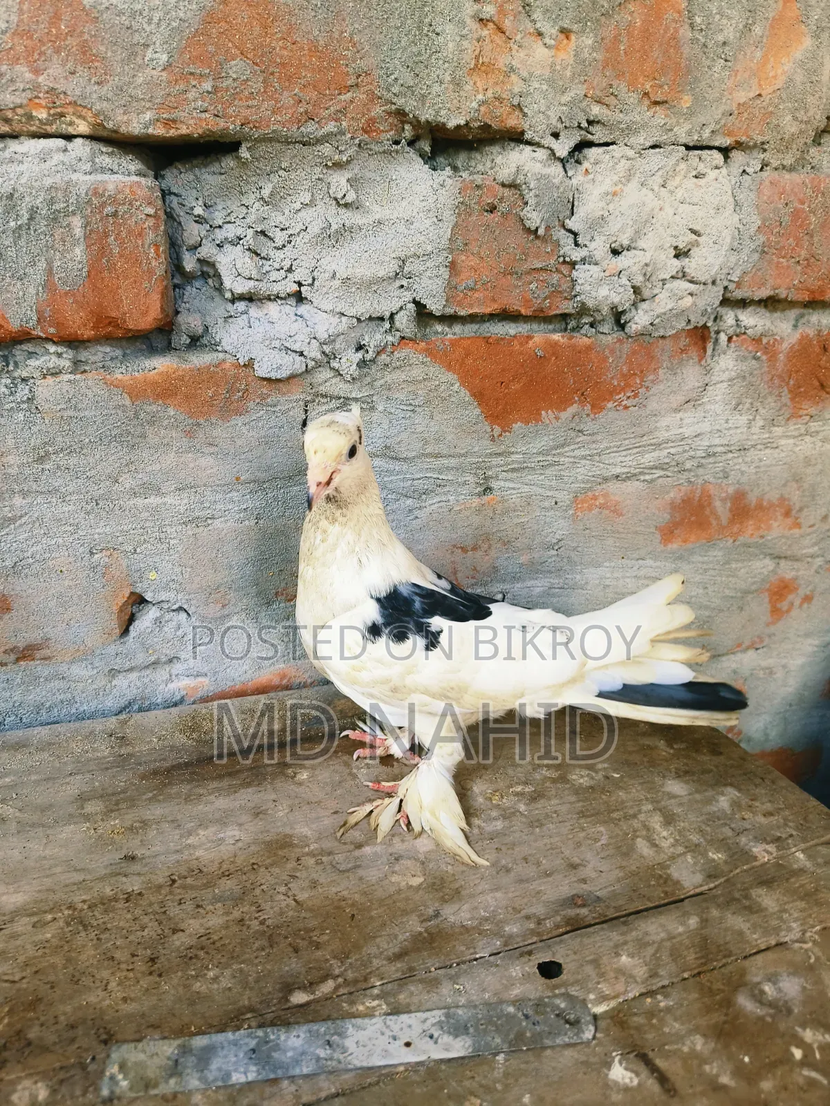 Giribaj Pigeon