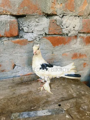 Giribaj Pigeon