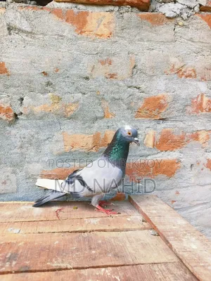 Giribaj Pigeon