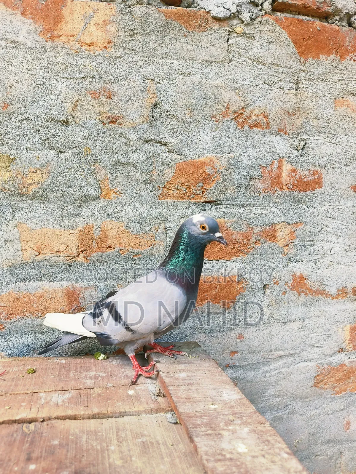 Giribaj Pigeon