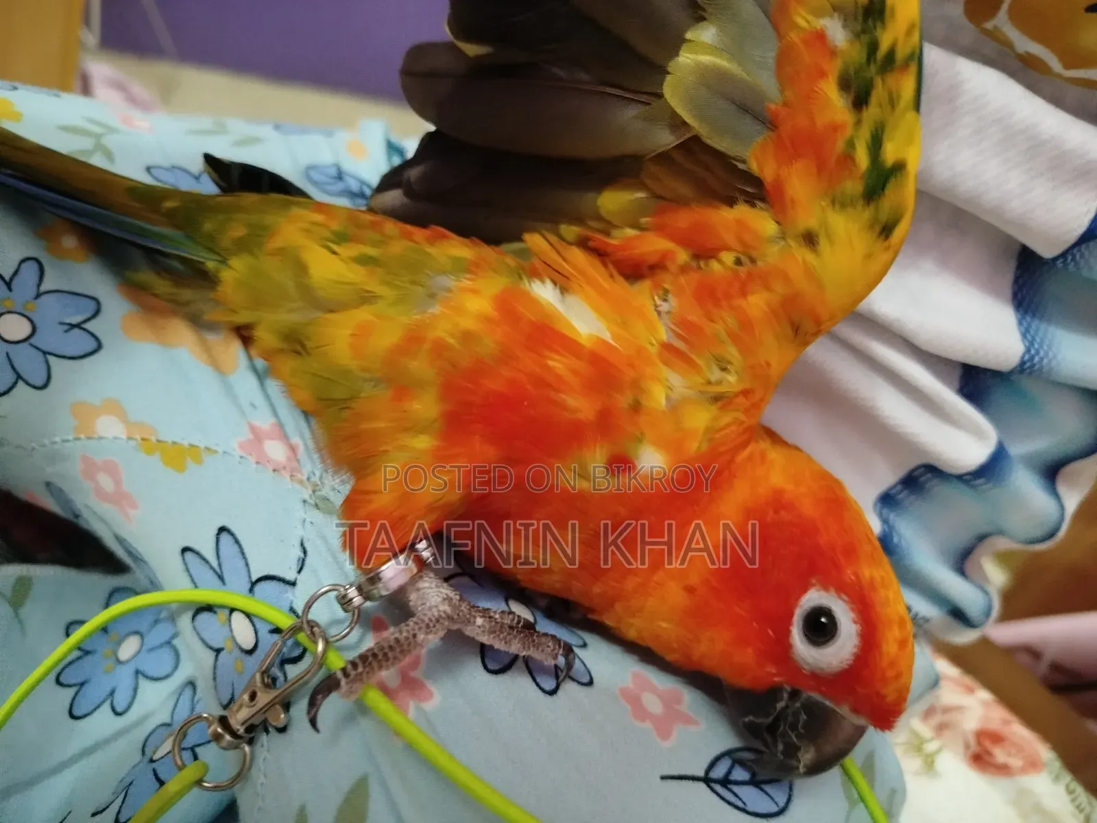 হাইপার রেড সান কনূর