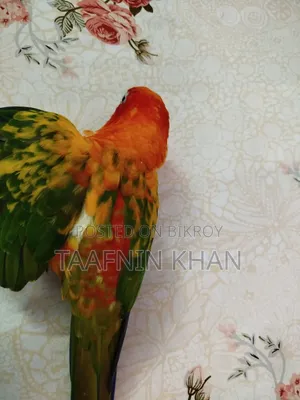 হাইপার রেড সান কনূর