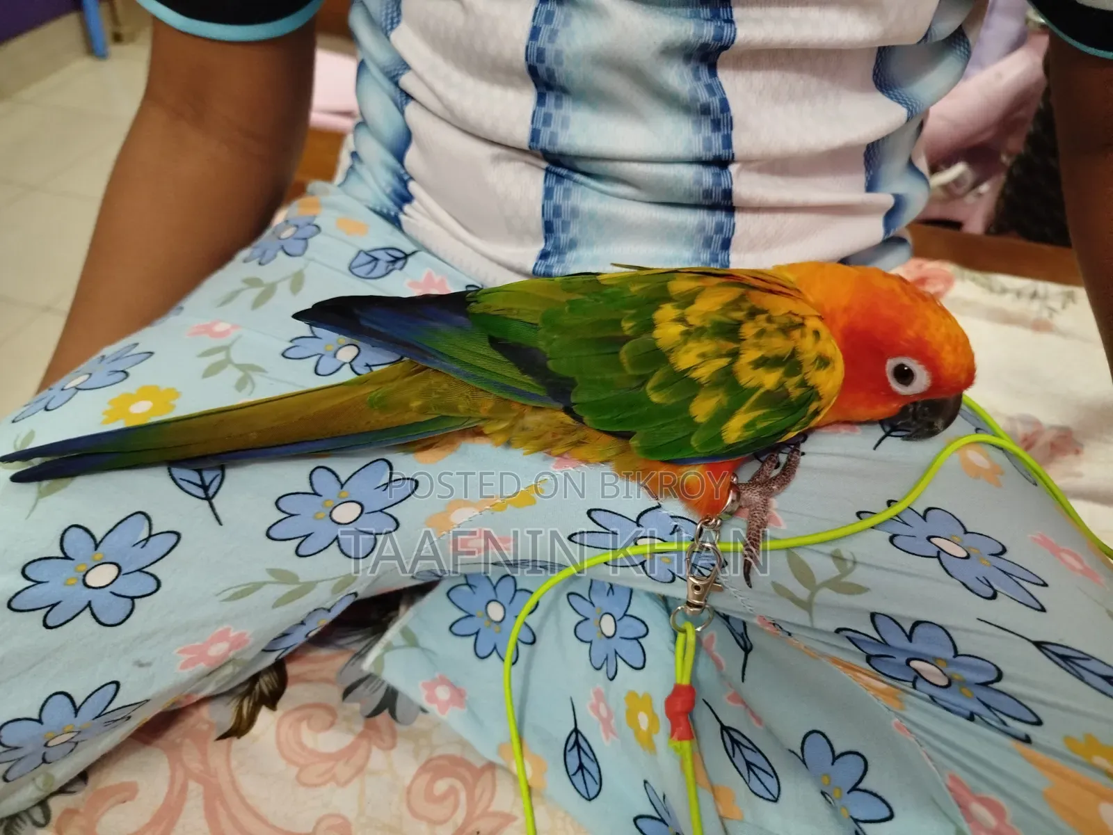হাইপার রেড সান কনূর