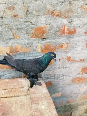 Giribaj Pigeon