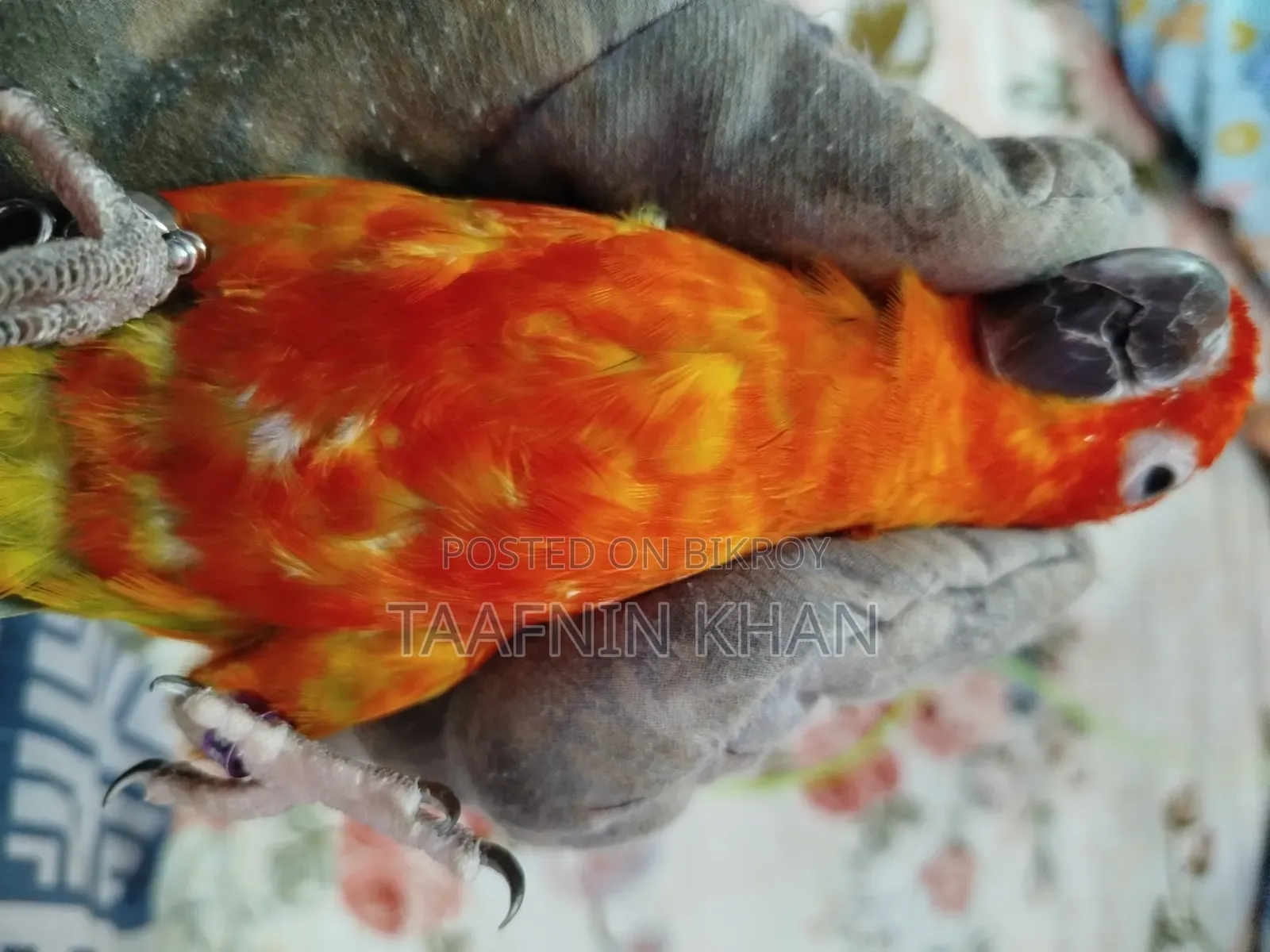 হাইপার রেড সান কনূর