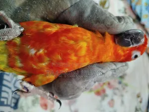 হাইপার রেড সান কনূর