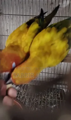 Sun Conure Half Tame