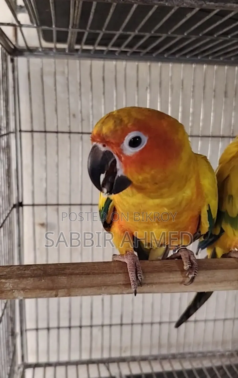 Sun Conure Half Tame