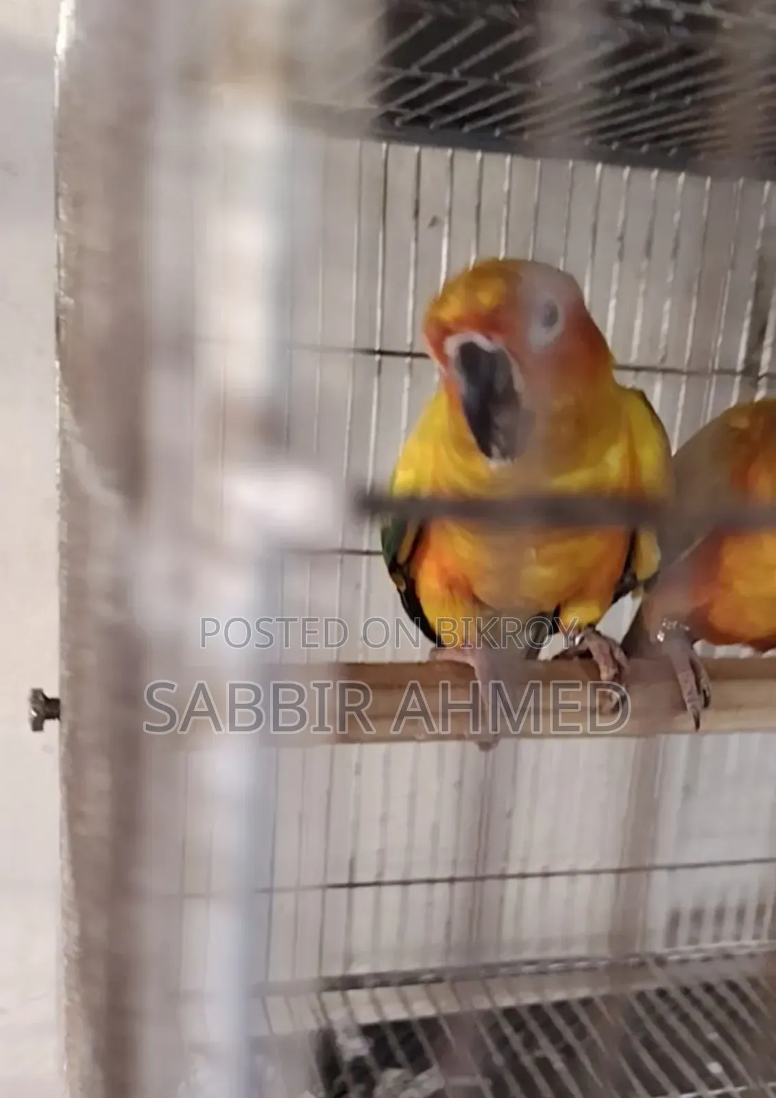 Sun Conure Half Tame