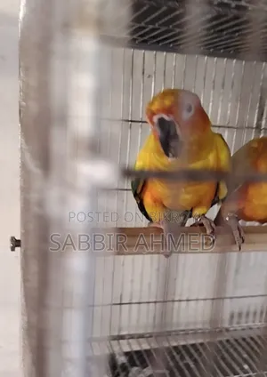 Sun Conure Half Tame