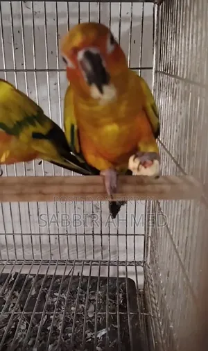Sun Conure Half Tame