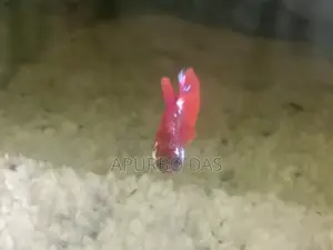 প্লাকেট ফাইটার