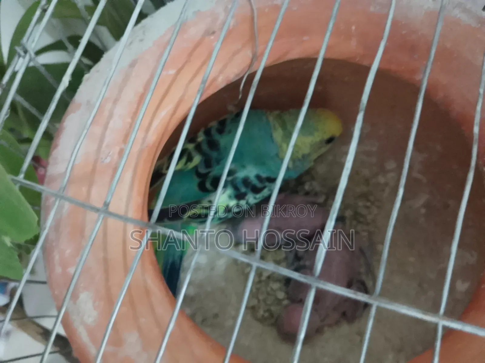 বাজিগার পাখি বিক্রি