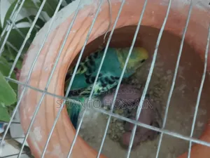 বাজিগার পাখি বিক্রি