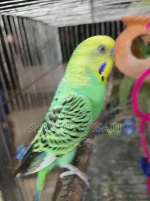 বাজিগার পাখি বিক্রি