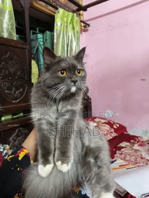 ১+ বছরের নারী খাঁটি পার্সিয়ান