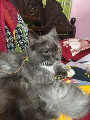 ১+ বছরের নারী খাঁটি পার্সিয়ান