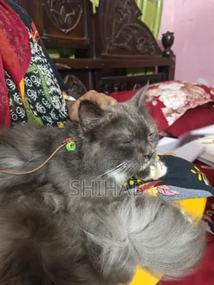 ১+ বছরের নারী খাঁটি পার্সিয়ান