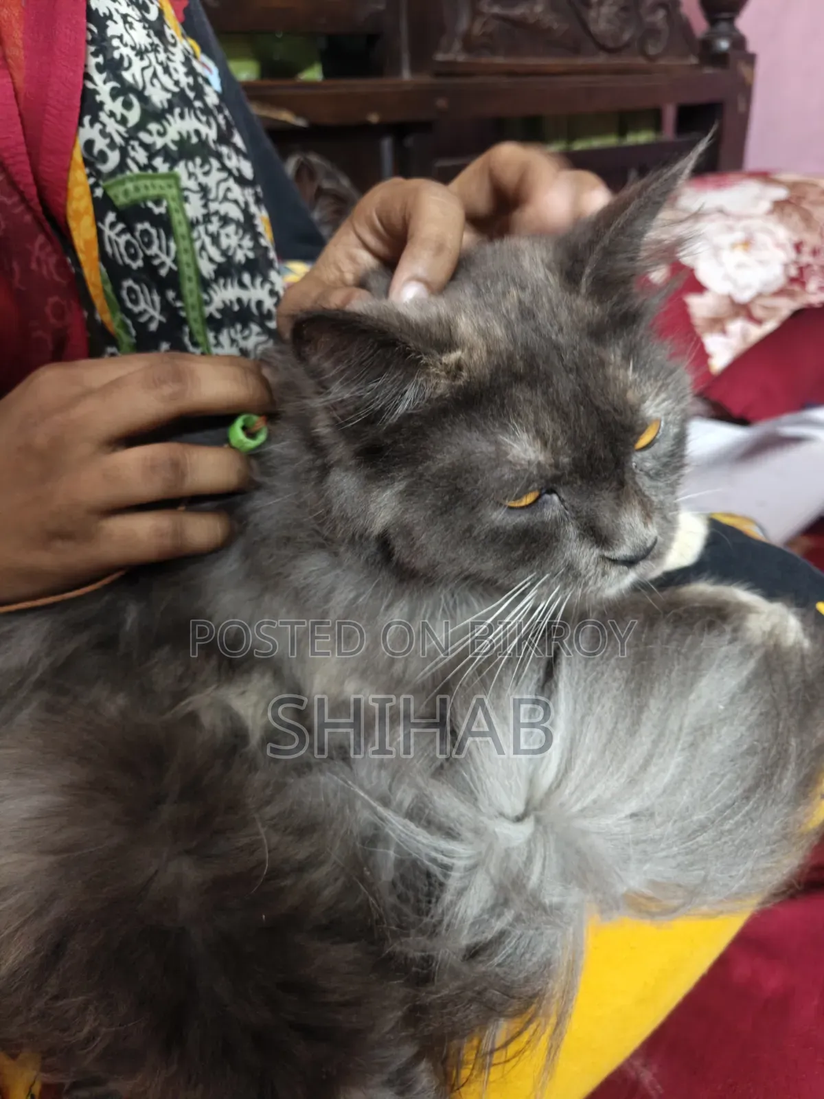 ১+ বছরের নারী খাঁটি পার্সিয়ান