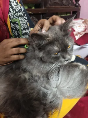 ১+ বছরের নারী খাঁটি পার্সিয়ান